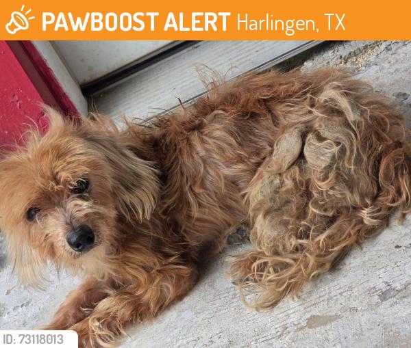 Found/Stray Unknown Dog last seen 1st street and Davis, Harlingen, TX 78550