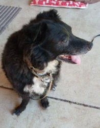 Reunited Male Dog last seen NE Cully Blvd and NE 56th Ave., Portland, OR 97218