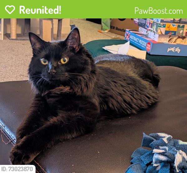Reunited Male Cat last seen Near Portland Ave and Southcross, Burnsville, MN 55306