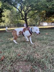 Found/Stray Male Dog last seen Clearview Baptist Church, Travelers Rest, SC 29690