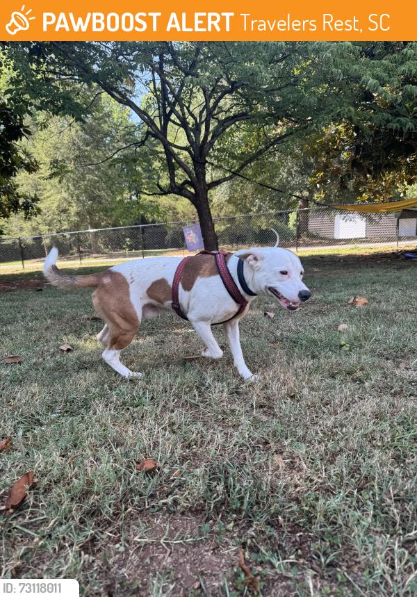 Found/Stray Male Dog last seen Clearview Baptist Church, Travelers Rest, SC 29690