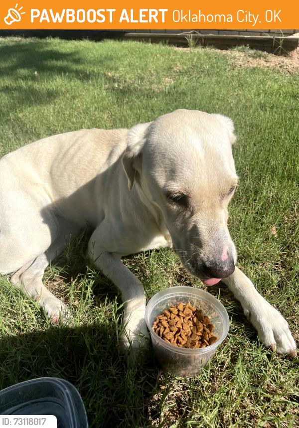 Found/Stray Female Dog last seen 59th and Harvard, Oklahoma City, OK 73122