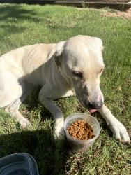 Found/Stray Female Dog last seen 59th and Harvard, Oklahoma City, OK 73122