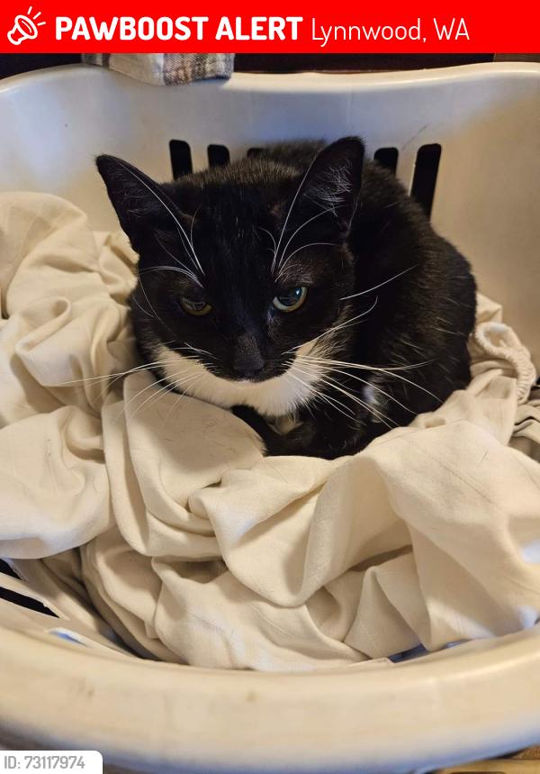 Lost Female Cat last seen Ash Way, Lynnwood, WA 98087, Lynnwood, WA 98087
