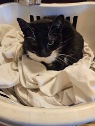 Lost Female Cat last seen Ash Way, Lynnwood, WA 98087, Lynnwood, WA 98087