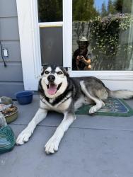 Reunited Male Dog last seen Near 23rd ave, Oakland, CA 94606