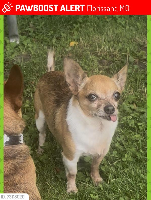 Lost Male Dog last seen Boardwalk and advance, Florissant, MO 63031