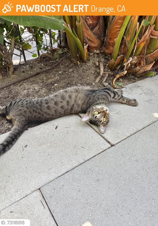 Found/Stray Unknown Cat last seen Parker and Walnut, Orange, CA 92868