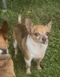 Lost Male Dog last seen Boardwalk and advance, Florissant, MO 63031