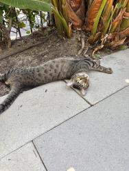 Found/Stray Unknown Cat last seen Parker and Walnut, Orange, CA 92868
