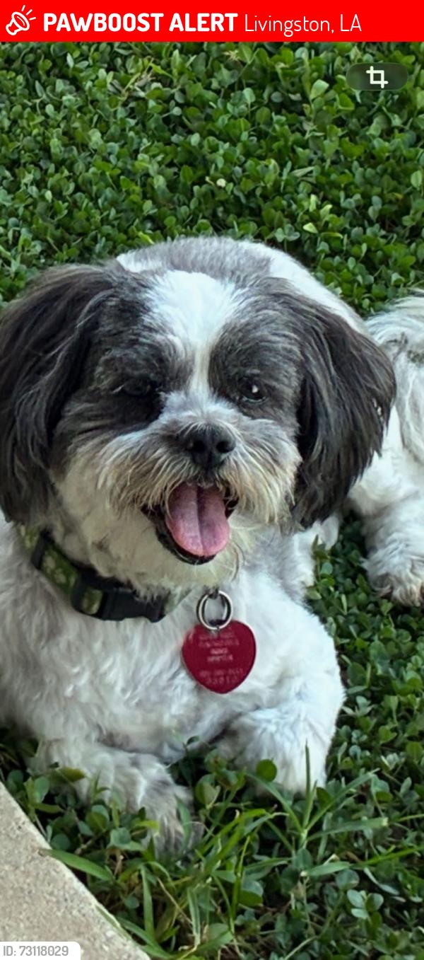 Lost Male Dog last seen Maria Mexcal Restaurant / RKM Livingston, Livingston, LA 70754
