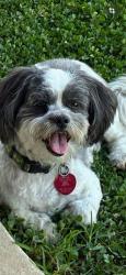Lost Male Dog last seen Maria Mexcal Restaurant / RKM Livingston, Livingston, LA 70754