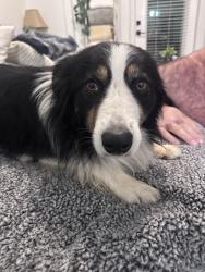 Found/Stray Male Dog last seen Rep John Lewis & Broadway downtown, Nashville, TN 37203