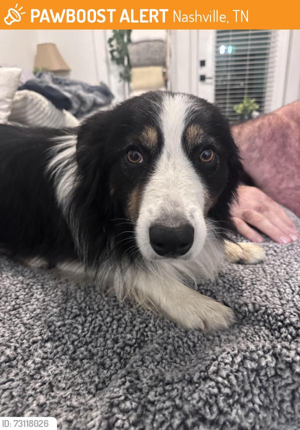 Found/Stray Male Dog last seen Rep John Lewis & Broadway downtown, Nashville, TN 37203