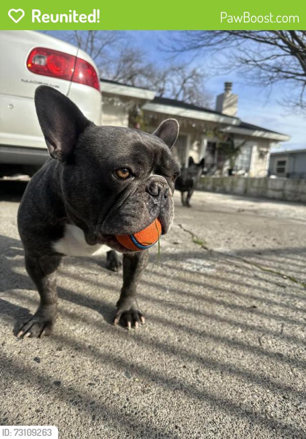 Reunited Male Dog last seen Mahogany st and castori elementary, Sacramento, CA 95838