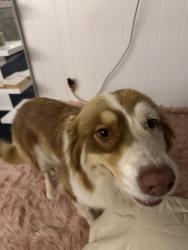 Lost Female Dog last seen Riverside Rialto ca, Rialto, CA 92376