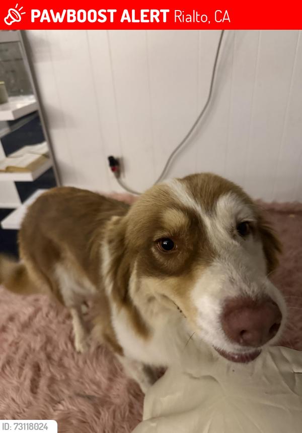 Lost Female Dog last seen Riverside Rialto ca, Rialto, CA 92376
