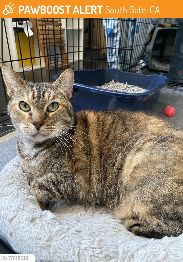 Found/Stray Female Cat last seen Under the 710 Freeway Tunnel on 10101 Miller Way, standing and crying in road, South Gate, CA 90280