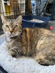 Found/Stray Female Cat last seen Under the 710 Freeway Tunnel on 10101 Miller Way, standing and crying in road, South Gate, CA 90280