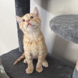 Shelter Stray Male Cat last seen , 8020 Washington St, Port Richey, FL 34668, USA
