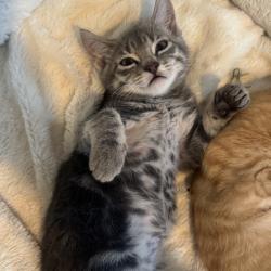 Shelter Stray Male Cat last seen , 8020 Washington St, Port Richey, FL 34668, USA