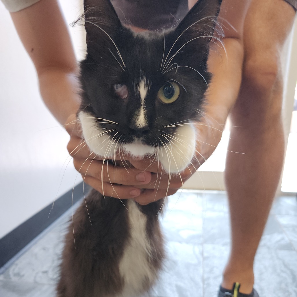 Shelter Stray Unknown Cat last seen , 3040 FL-590, Clearwater, FL 33759, USA