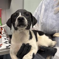 Shelter Stray Female Dog last seen , 328 Furman Hall Rd, Greenville, SC 29609, USA