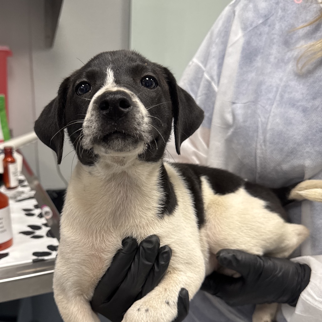 Shelter Stray Female Dog last seen , 328 Furman Hall Rd, Greenville, SC 29609, USA