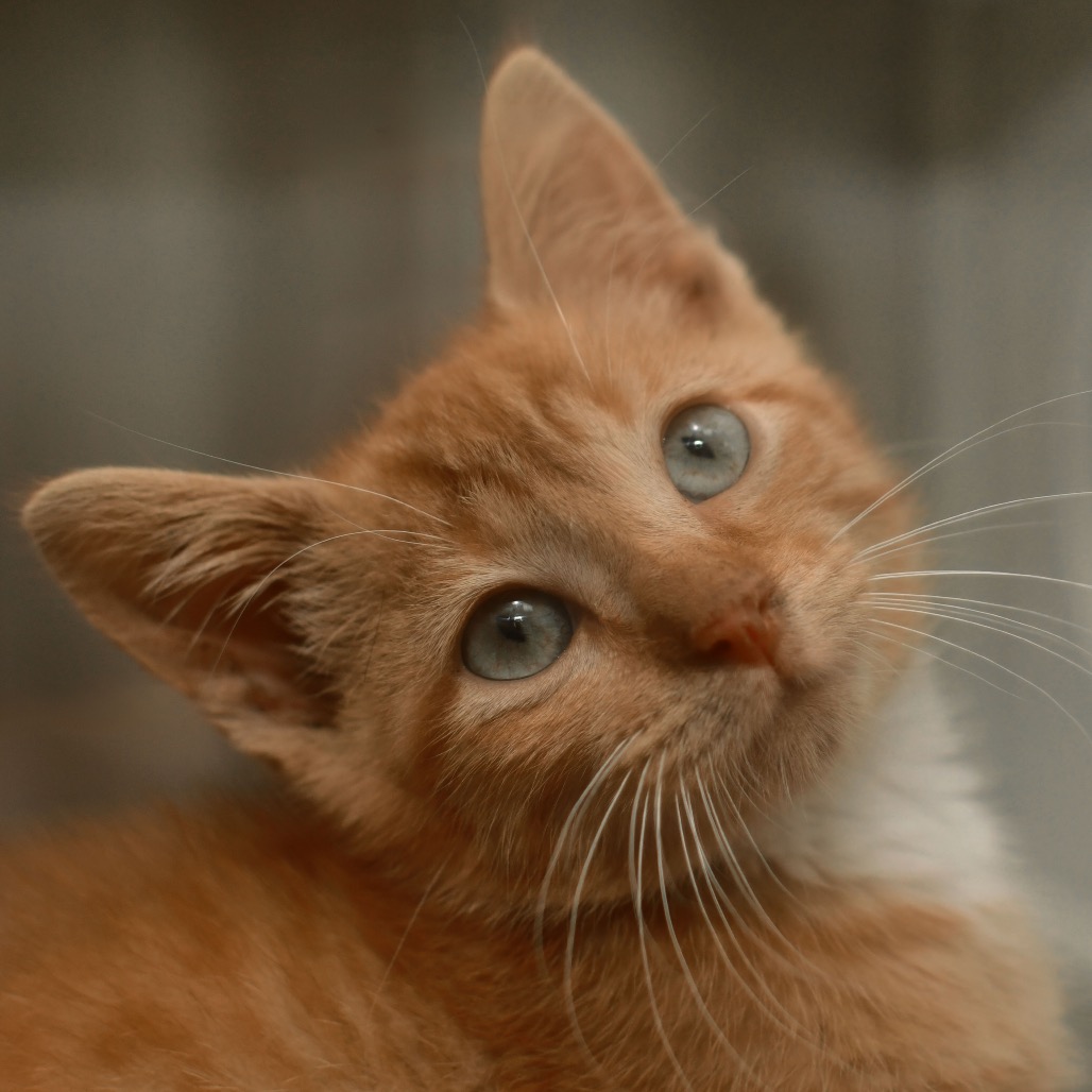 Shelter Stray Male Cat last seen , 3173 K-68 Hwy, Ottawa, KS 66067, USA