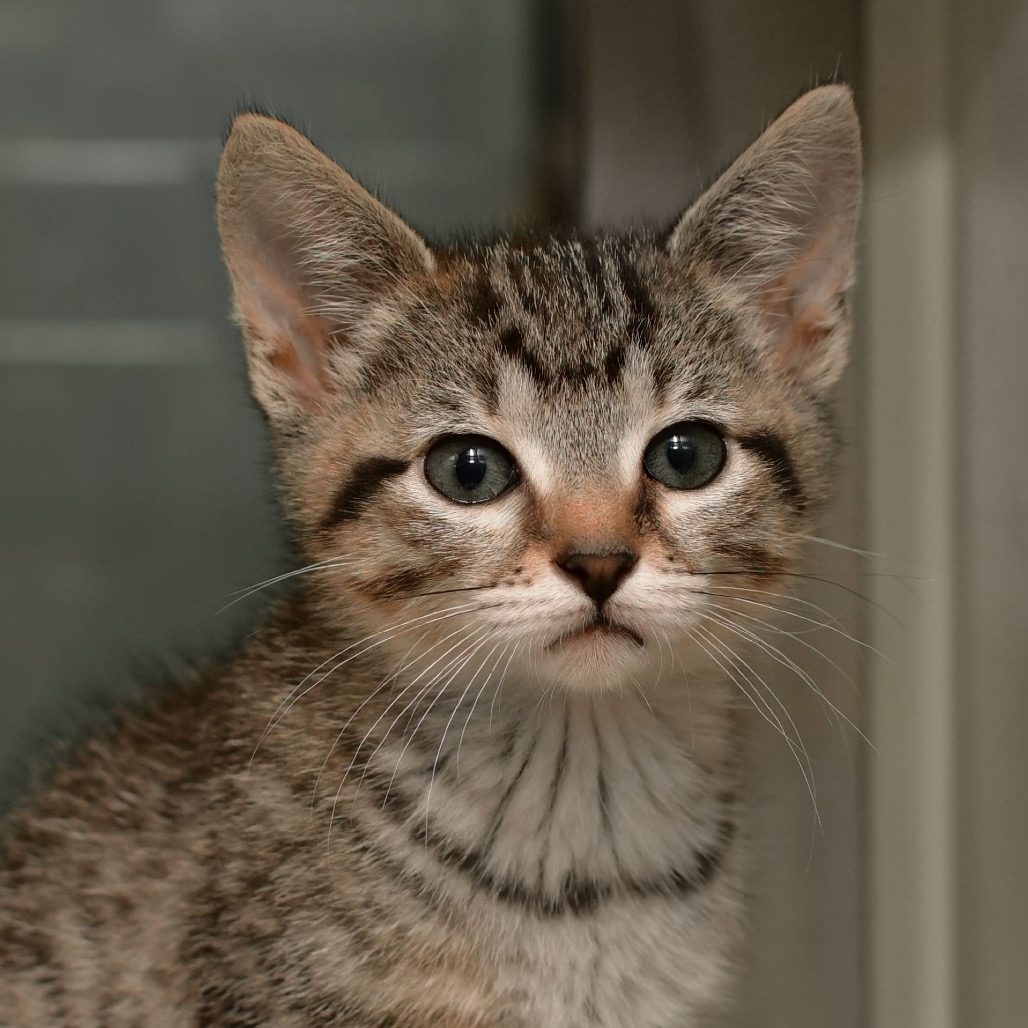 Shelter Stray Female Cat last seen , 3173 K-68 Hwy, Ottawa, KS 66067, USA