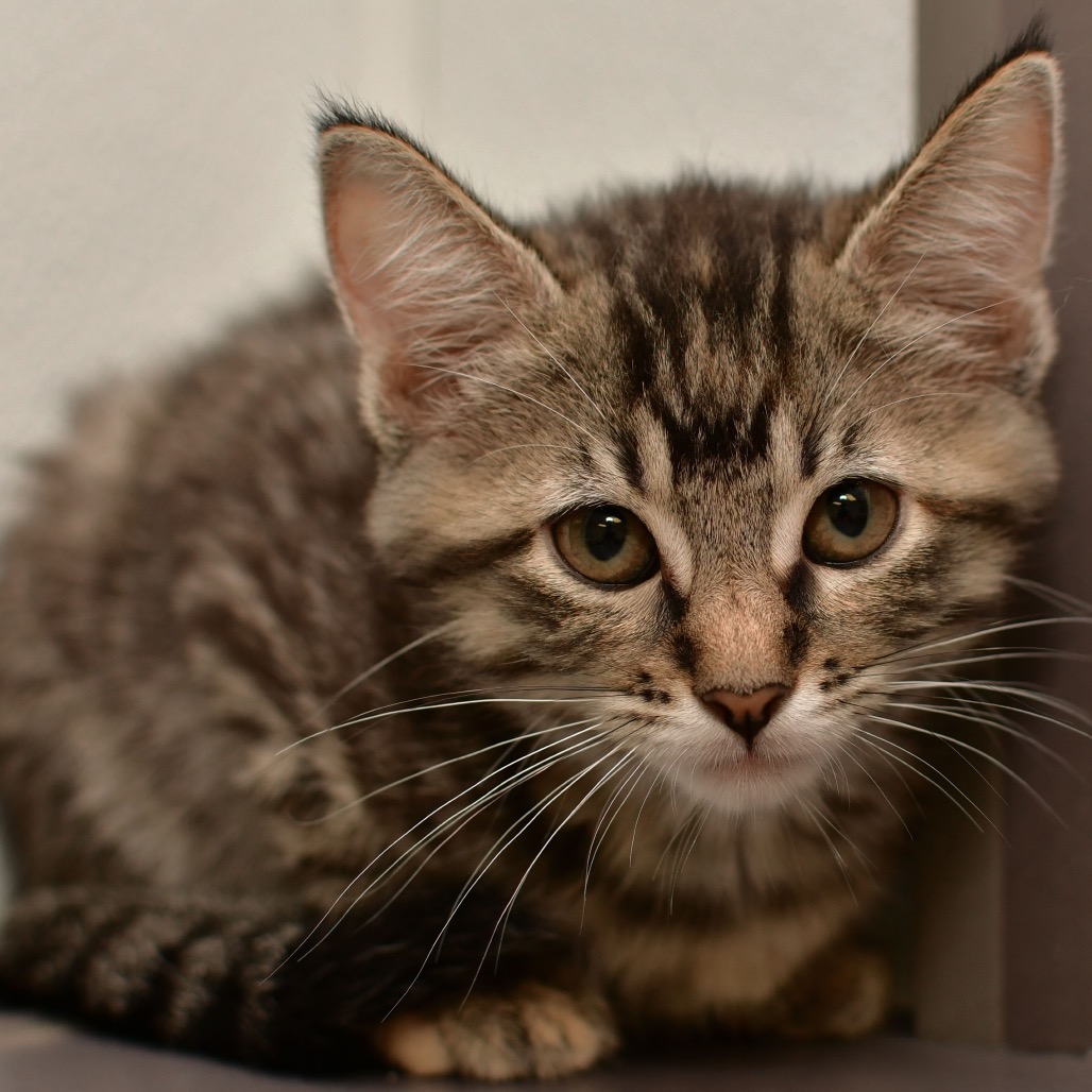 Shelter Stray Female Cat last seen , 3173 K-68 Hwy, Ottawa, KS 66067, USA