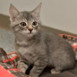 Shelter Stray Female Cat last seen , 3173 K-68 Hwy, Ottawa, KS 66067, USA