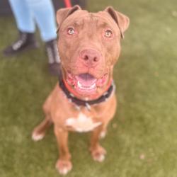 Shelter Stray Male Dog last seen , Animal Care & Control Team of Philly, 111 W Hunting Park Ave, Philadelphia, PA 19140, USA