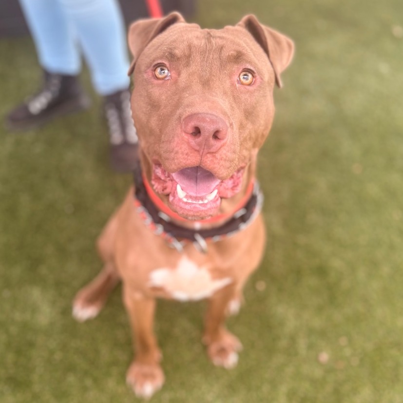 Shelter Stray Male Dog last seen , Animal Care & Control Team of Philly, 111 W Hunting Park Ave, Philadelphia, PA 19140, USA