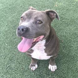 Shelter Stray Female Dog last seen , 2350 Appling City Cove, Memphis, TN 38133, USA
