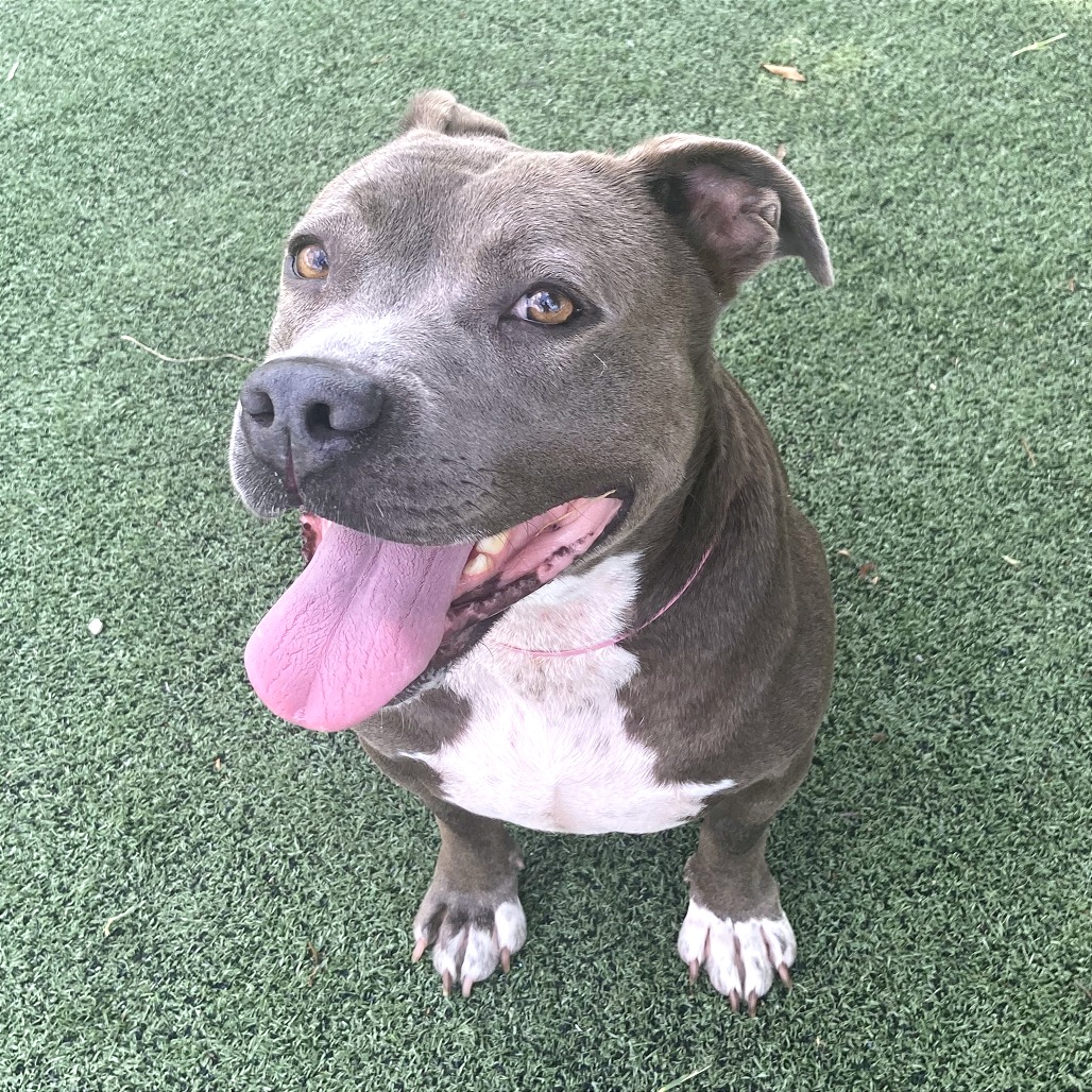 Shelter Stray Female Dog last seen , 2350 Appling City Cove, Memphis, TN 38133, USA