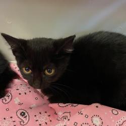 Shelter Stray Female Cat last seen , 2350 Appling City Cove, Memphis, TN 38133, USA