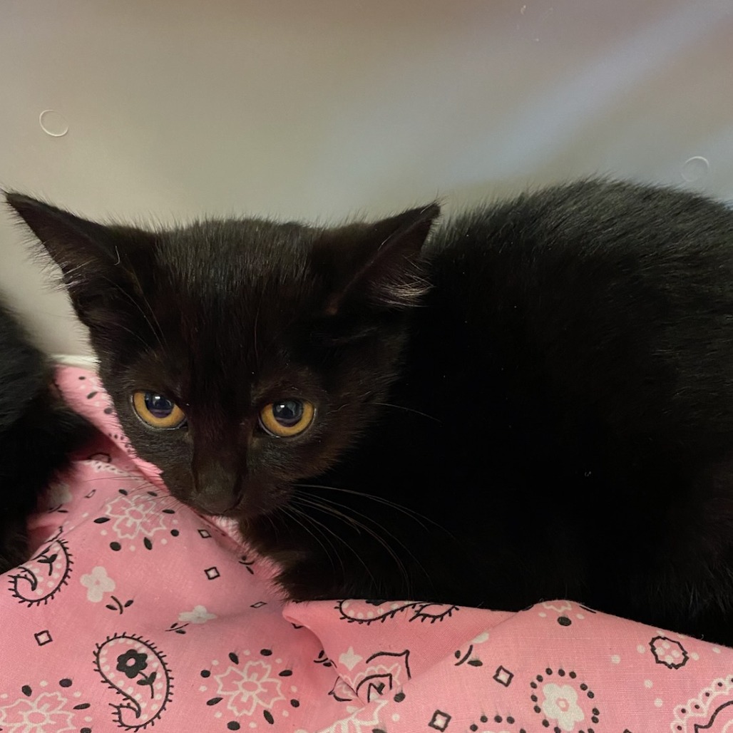 Shelter Stray Female Cat last seen , 2350 Appling City Cove, Memphis, TN 38133, USA