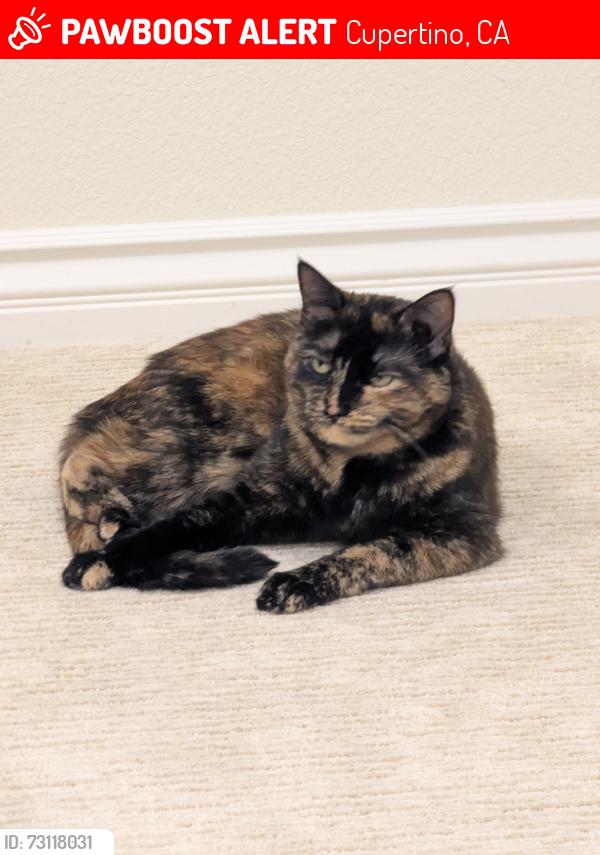 Lost Female Cat last seen Plum Tree Lane, Cupertino, Cupertino, CA 95014