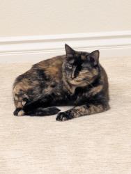 Lost Female Cat last seen Plum Tree Lane, Cupertino, Cupertino, CA 95014