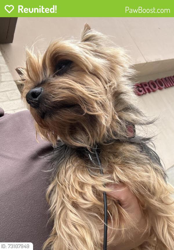 Reunited Female Dog last seen Orange ave y magnolia, South San Francisco, CA 94080