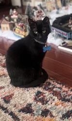 Reunited Male Cat last seen Alber Ave, Parma, OH 44129, USA, Parma, OH 44129