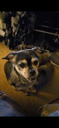 Reunited Female Dog last seen Hamilton Rd, Sullivan County, TN 37686