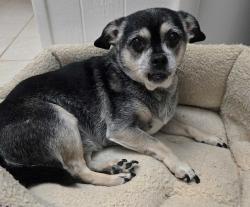 Reunited Female Dog last seen Hamilton Rd, Blountville, TN 37617