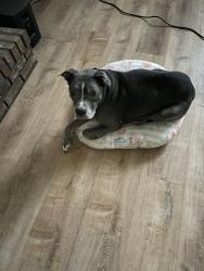 Reunited Female Dog last seen McCalla Rd, Bessemer, AL 35022