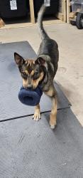 Found/Stray Female Dog last seen FM 2351 @ 518, Friendswood, TX 77546