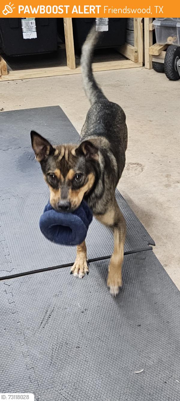 Found/Stray Female Dog last seen FM 2351 @ 518, Friendswood, TX 77546