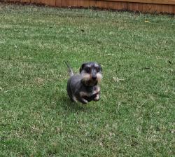 Reunited Female Dog last seen Forrest Hills Dr, near Macland Rd., Dallas, GA 30132