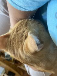 Reunited Male Cat last seen hse address, porch, Cincinnati, OH 45211