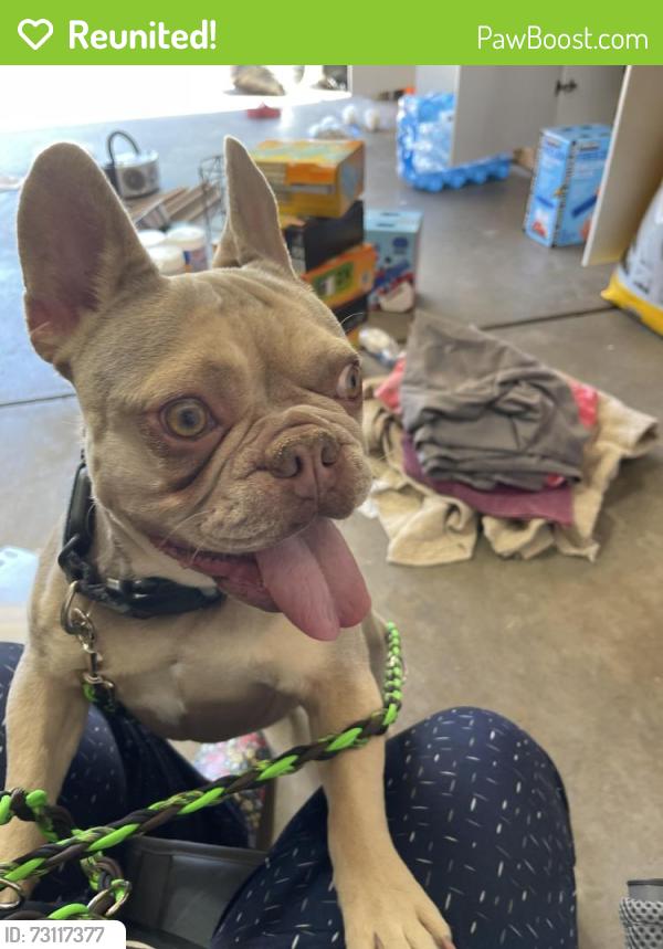 Reunited Male Dog last seen Buckley and smoky hill, Centennial, CO 80015